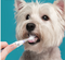 [MEGA TEN] Pet Sonic Toohbrush for Pet